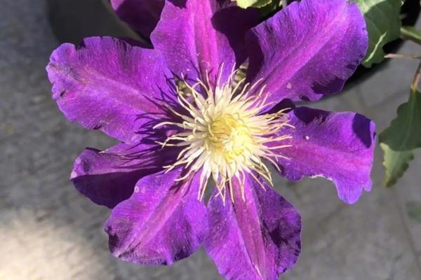 恒生指数公司：将信达生物制药加入恒指ESG增强指数