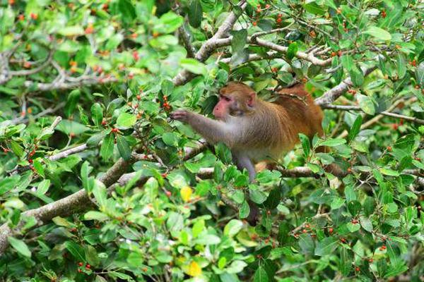 四.维.图新：截至2025年6月30日，股东户数为206814户