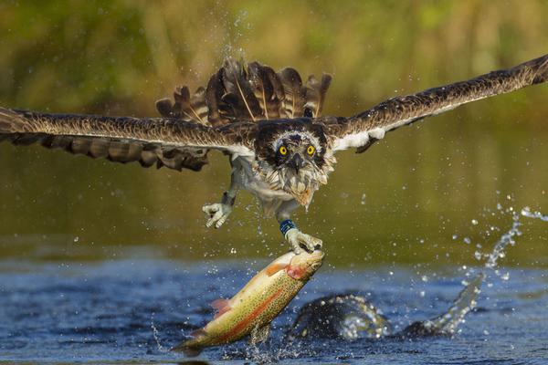 长:安汽车执行副总裁杨大—勇：未来 35% 的用户仍选燃油车