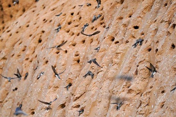 9连!板牛股，明‘起’停牌！