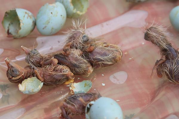 白<银>有色（601212）选举职工董事，已被罚，受损股民可索赔