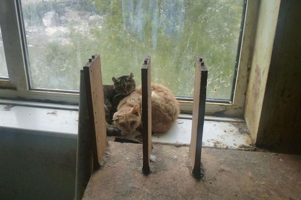 苹.果“史上最薄” iPhone登场，分析师怎么看？一文了解