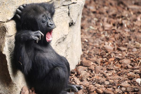 泰格医药入选“2025福布斯中国出海全球化旗舰品牌”