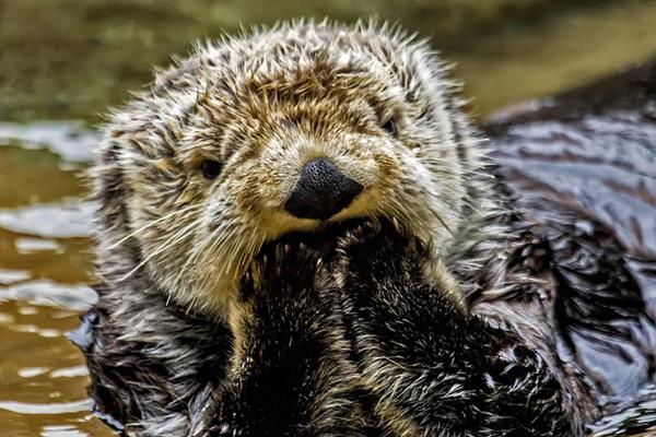 风;电板块震荡拉—升 道生天合涨停