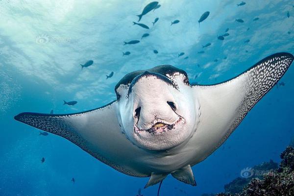 阿里—计,划加强C端AI应用布局，美图AI雪景功能海外出圈