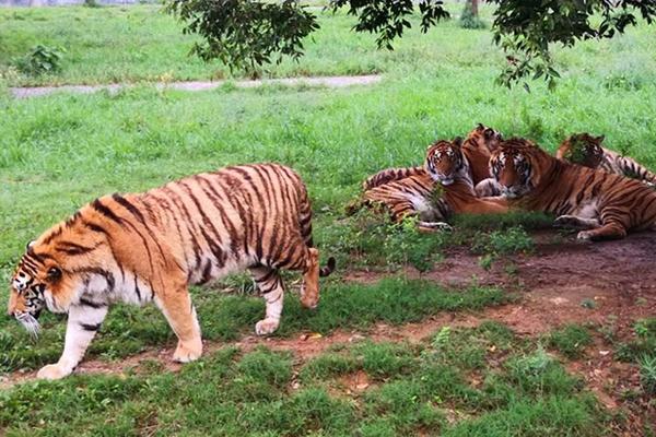 纽约汇?市：美元反弹 挪威克朗因油价下跌而表现落后