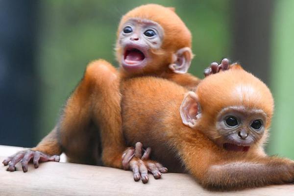 内<蒙>华电：上半年实现营业总收入98.27亿元