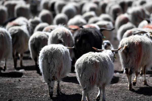 民生.银行张斌答21记者：上半年AI智能体新增场景持平去年全年