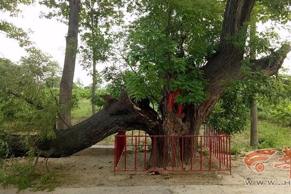 美国20年期国债中标收益,率4.876%