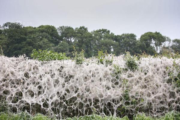 两轮商用车:市场爆发式增长，穿越行业周期头部企业如何破局？