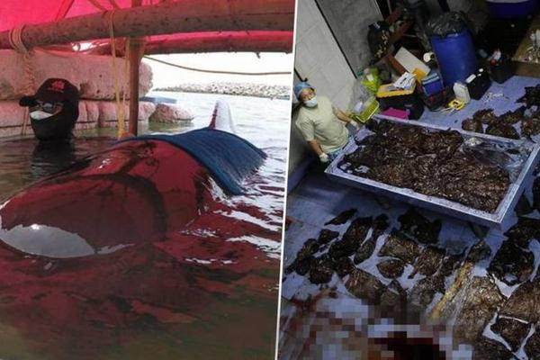 网友在闲鱼出租豆包手机：一天600元