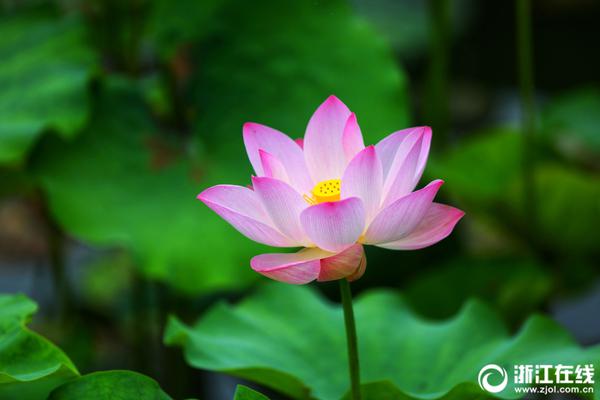 今‘日’十大热股：岩山科技连续涨停领衔，寒武纪-U超越茅台成新股王，稀土双雄涨停助阵