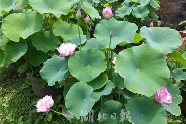 重:磅‘！’博裕“拿下”星巴克中国60%股权，估值130亿美元 双方成立合资公司