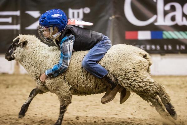 特斯‘拉’“平价车”正式发布，股价大跌，评价不一
