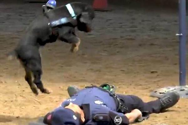 原创 深天马A首次回购108万股. 金额1001万元