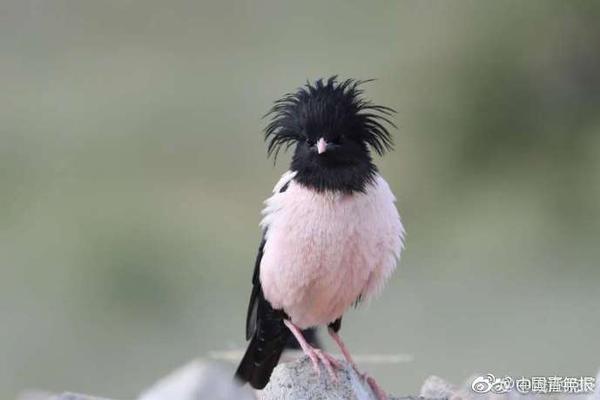 小米汽车首例定?金案败诉 “未交车催收尾款”被判双倍返还定金