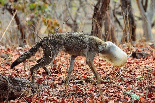 恒生指!数高:开1.74% 恒生科技指数涨1.97%