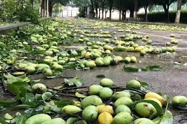 天邦食品命悬<一>线：预重整三度延期，净利崩盘