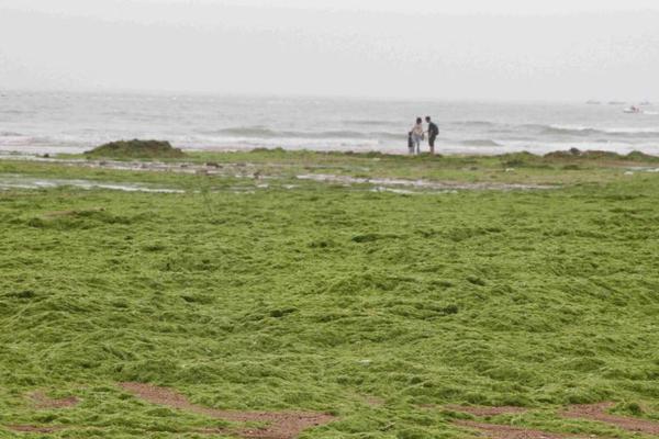 风电,企业加快“走出去”步伐 开创产业发展新格局