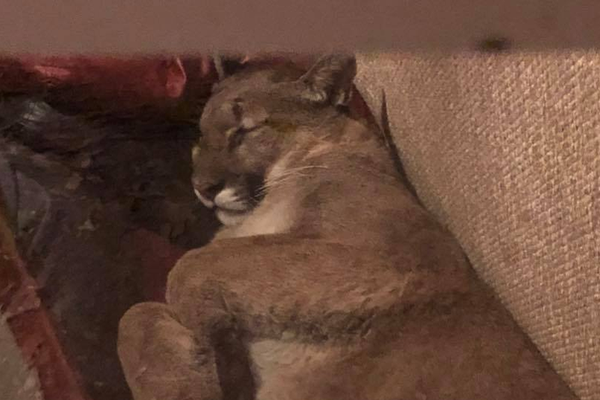 百利科技录得6天4板—