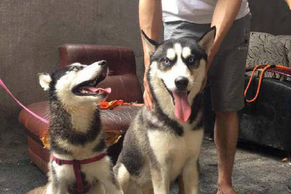 ST华通索赔新进展 部分股民已获赔