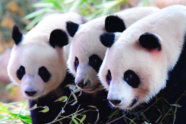 中?关?村科技租赁建议委任肖旺为独立非执行董事