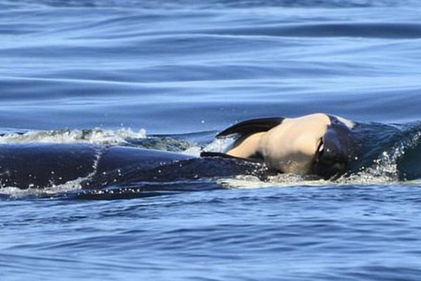 极米科技IPO,关键期遭减持：股东高位套现1.6亿，市场信心承压