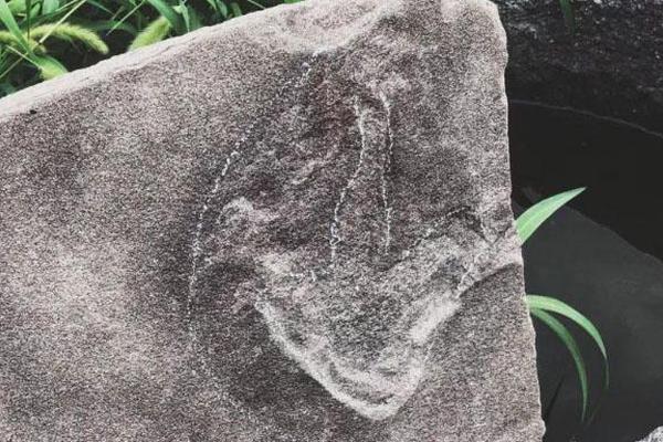 特朗普?政府要求最高法院允许解雇美联储理事丽莎·库克