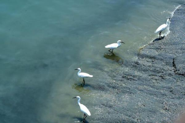 *ST中装录得—4天;3板