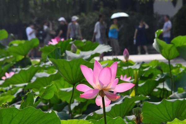 红.利类资产配置吸引力显现！红利ETF（510880）连续4周获资金周度净流入