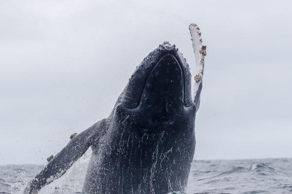日本长期<国>债跌<势>加剧 市场日益担忧大规模经济刺激方案将冲击财政