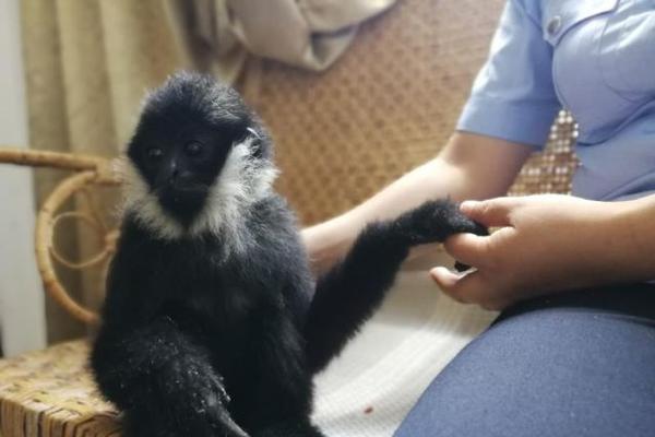 盛<大>在线保险代理8.73%股权再上法拍“货架”，此前已两度流拍，股东浙江盛灵陷多起司法纠纷