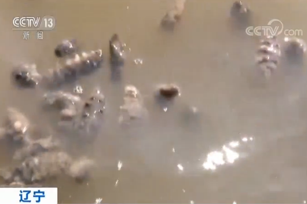 恒‘月’控股拟要约收购DV8股份 进一步拓展于东南亚国家的现有业务