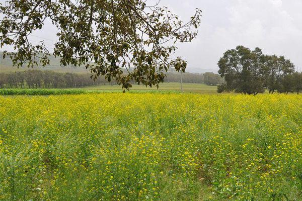 任子行（!3‘0’0311）再次被预处罚，股民索赔可期