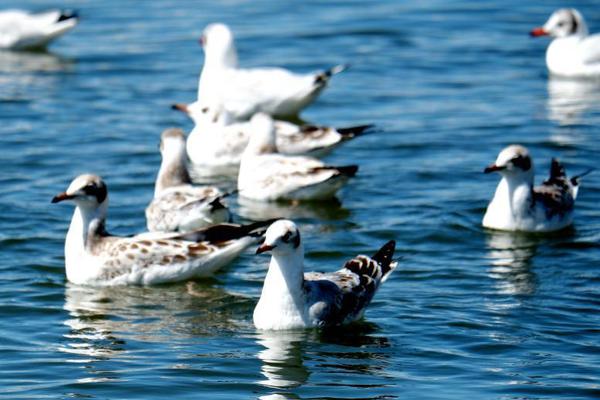 上;海金海高校后勤服务1.98亿竞得绍兴滨海新区宗宅地 溢价17.86%