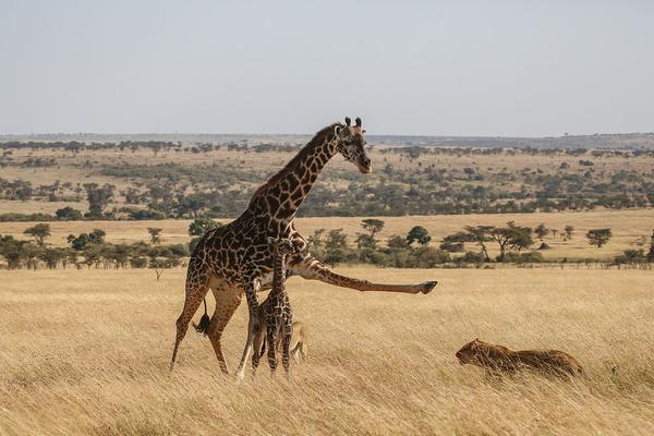 对话兰博蒂‘尼’：让自然?得以喘息 唯有“自然向好”才能确保积极未来