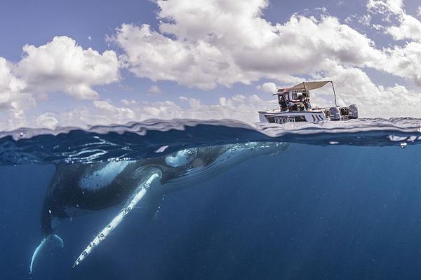 棕榈油?：MPOB报告发布后，棕榈油如何?看待？