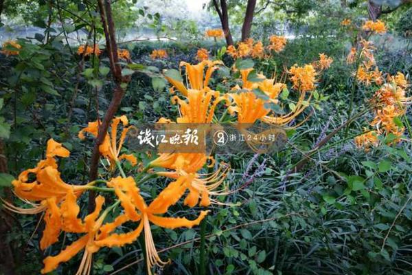 中汽协工信部使出连招:，十余家车企集体?表态