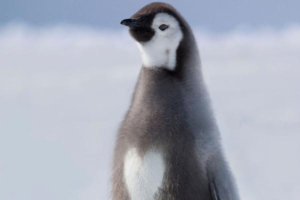 4000点得而复失！锂电、红利双线开花，化工ETF（516020）上探4.26%！港股科技急跌，513770重挫3%！