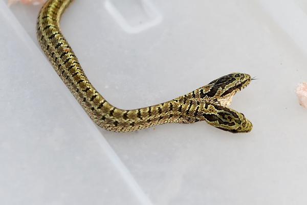 多地;监管发力商保年金等 银发经济迎风口