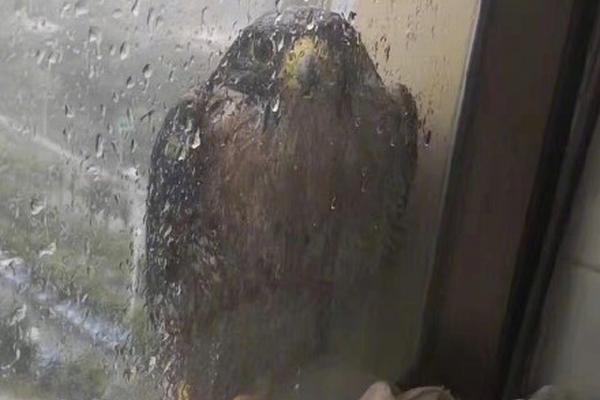 从“欣·碧霄:”,400Wh/kg聚合物固态电芯看欣旺达固态电池行业布局【SMM分析】