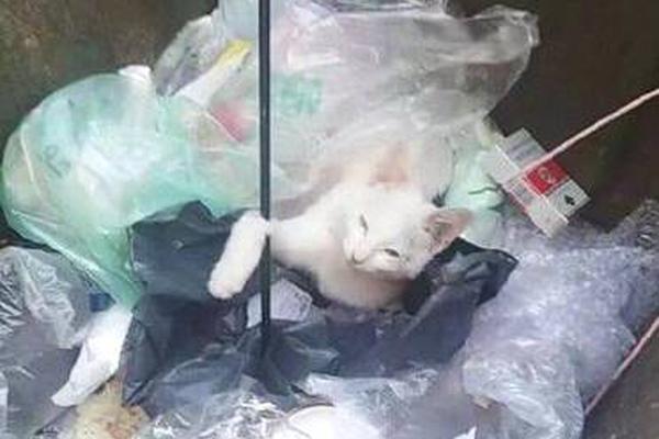 大!智慧：重大资产重组交易审计、尽调等工作已基本完成