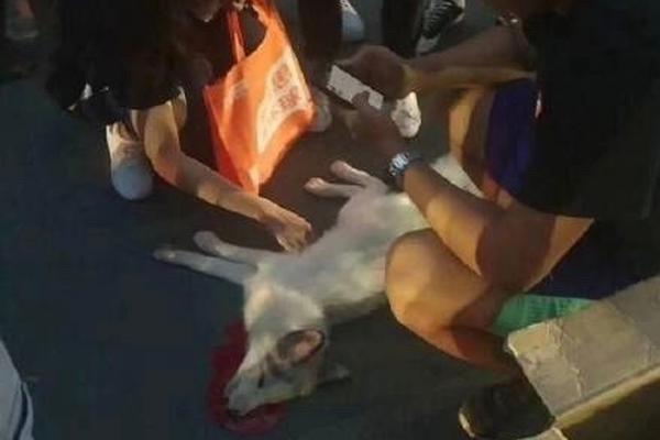 丰;田加码,固态电池：2027年至2028年间推出搭载全固态电池的纯电动汽车