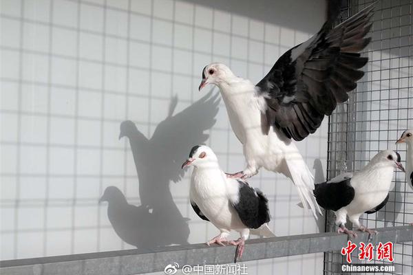 特朗普.将会见泽连斯基 ;喊话乌方应承担结束冲突责任