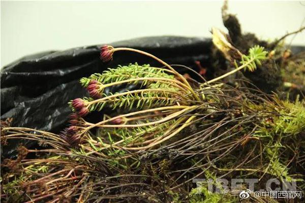 美债多头”?鸽派狂!欢“：通胀温和助推SOFR期权押注9月降息概率升至90%