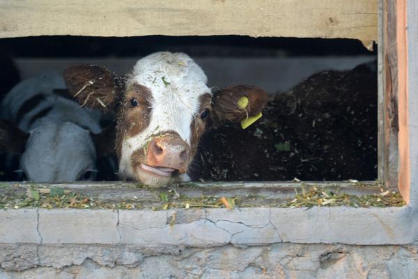 *!ST宝鹰连收;7个涨停板