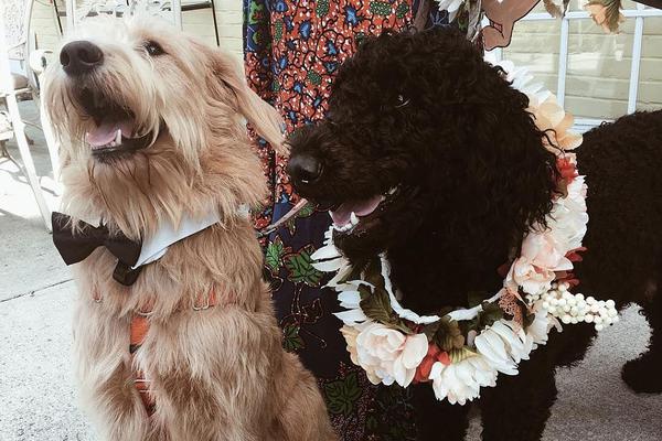 蠡湖股份(300694)9月30日股东户数2.15万户，较上期减少13.1%