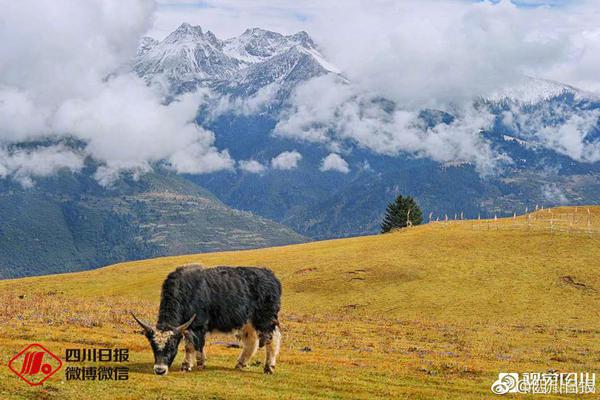 8月19日?美股成交额前20：分析师警告Palantir随时可能剧烈回调