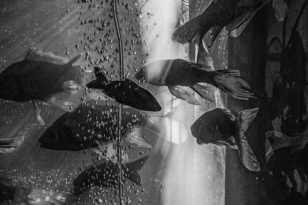 首都在线亮相2?025华为全联接大会，共话智算新生态