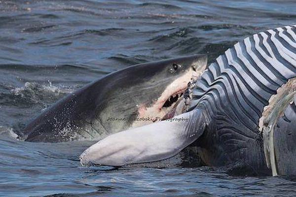 1,.70亿‘主’力资金净流入，赛马概念涨3.34%